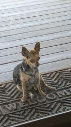 Lost Male Dog last seen Menifee and Alicante, Menifee, CA 92585
