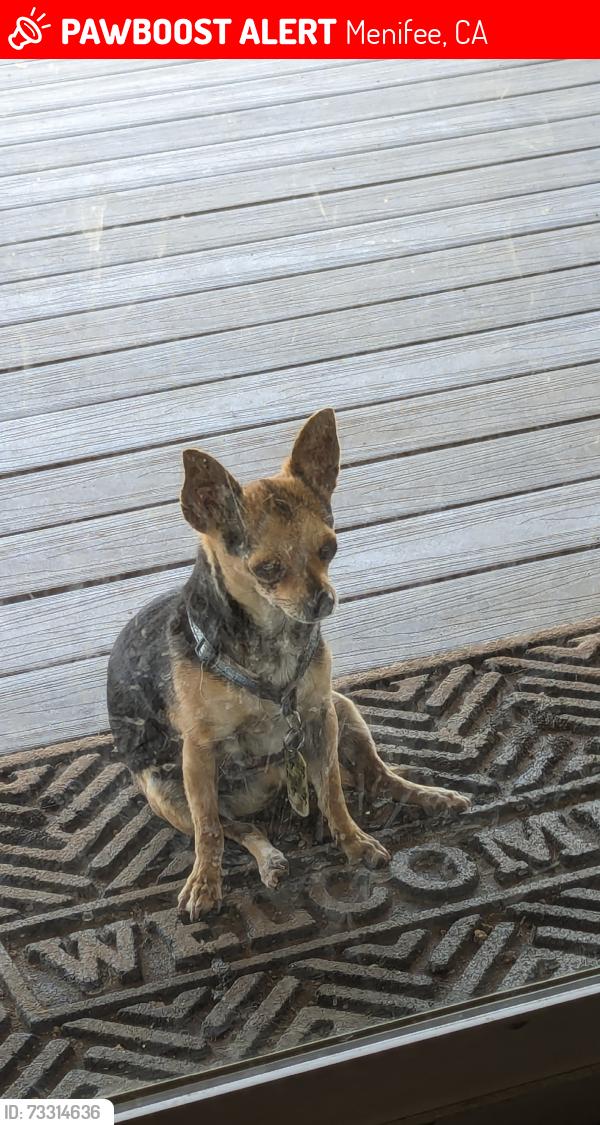 Lost Male Dog last seen Menifee and Alicante, Menifee, CA 92585
