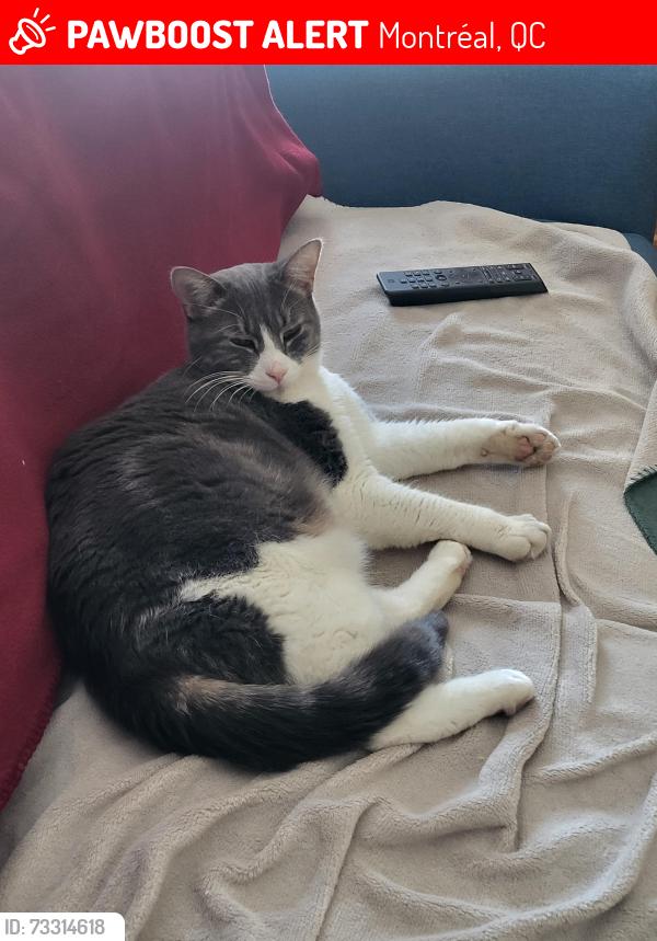 Lost Male Cat last seen Boischatel et d'Auteuil, Montréal, QC 