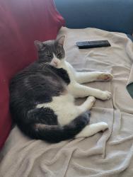 Lost Male Cat last seen Boischatel et d'Auteuil, Montréal, QC 