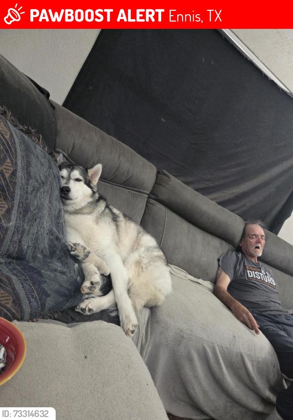 Lost Female Dog last seen W. Madison, Ennis, TX 75119