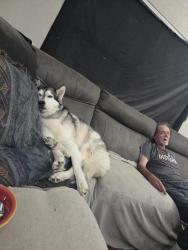 Lost Female Dog last seen W. Madison, Ennis, TX 75119