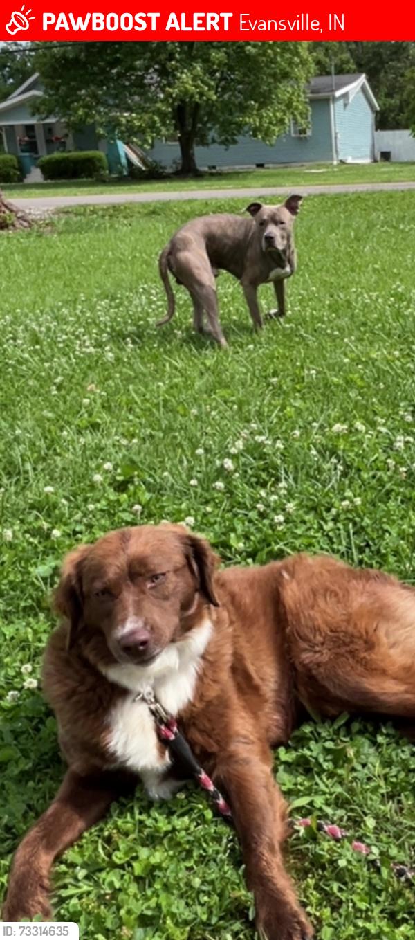 Lost Female Dog last seen East Michigan street Evansville Indiana, Evansville, IN 47711