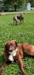 Lost Female Dog last seen East Michigan street Evansville Indiana, Evansville, IN 47711