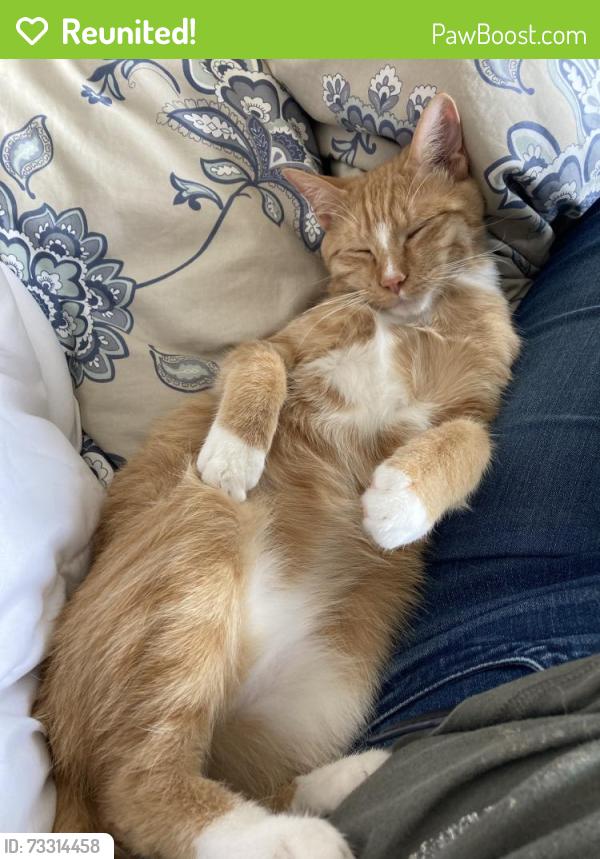 Reunited Male Cat last seen Cedar Street between Myrtle Ave and Dekalb Ave, Brooklyn, NY 11221