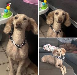Lost Female Dog last seen Greenbrier and Davis, Palm Springs, FL 33461