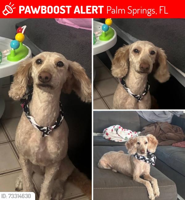 Lost Female Dog last seen Greenbrier and Davis, Palm Springs, FL 33461