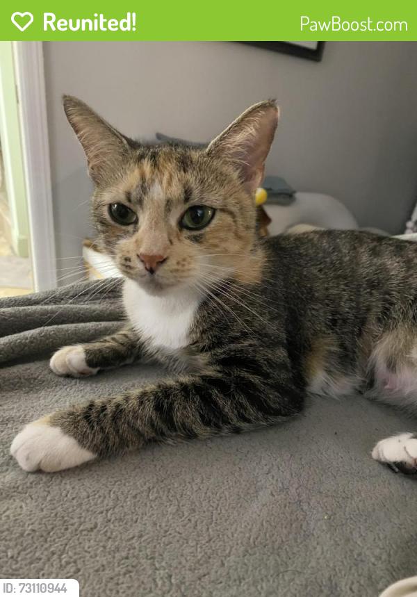 Reunited Female Cat last seen Kings Post Rd, Rockledge, FL 32955