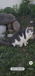 Lost Male Cat last seen Elgin station hagerstown md, Hagerstown, MD 21740