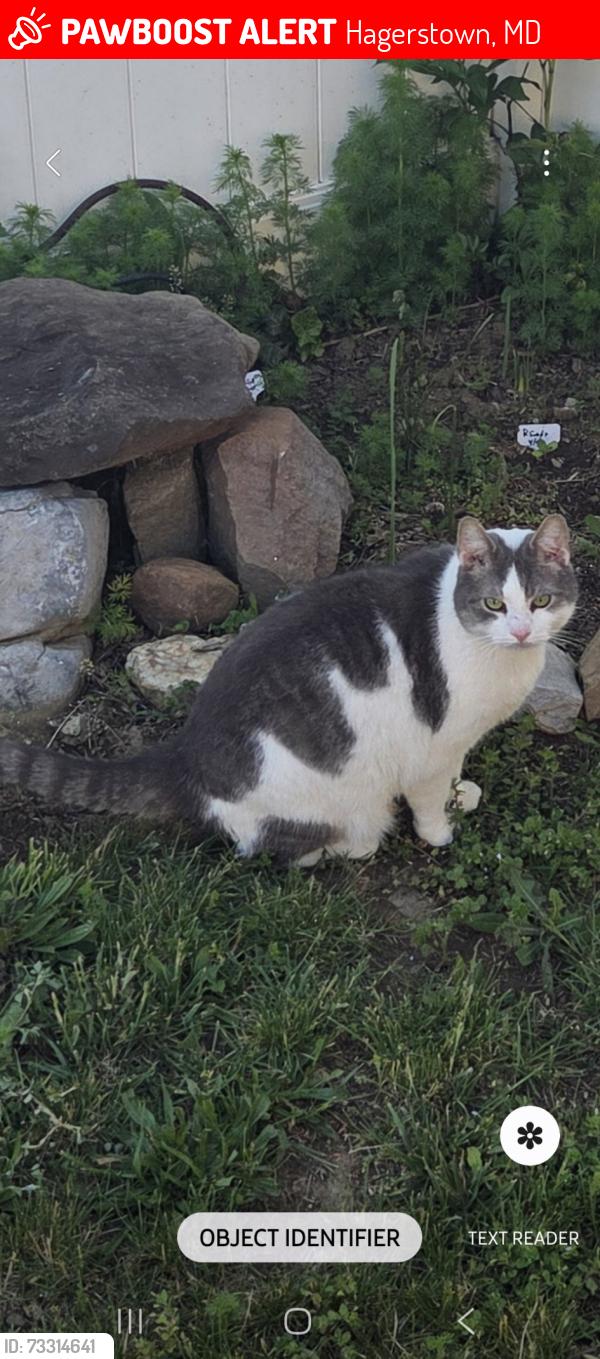 Lost Male Cat last seen Elgin station hagerstown md, Hagerstown, MD 21740