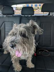 Found/Stray Male Dog last seen Golf links and Pantano, Tucson, AZ 85730