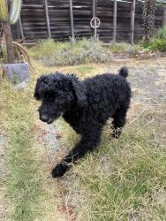 Reunited Male Dog last seen Bancroft Street and Sybil Avenue, San Leandro, CA 94577