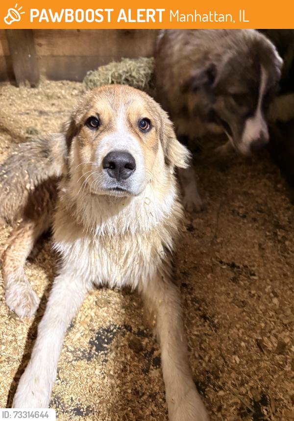 Found/Stray Male Dog last seen Near W Arsenal Rd Manhattan, IL 60442, Manhattan, IL 60442