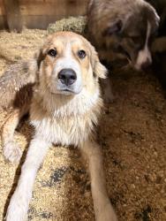 Found/Stray Male Dog last seen Near W Arsenal Rd Manhattan, IL 60442, Manhattan, IL 60442
