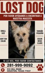 Lost Male Dog last seen Houston tx, Houston, TX 77037