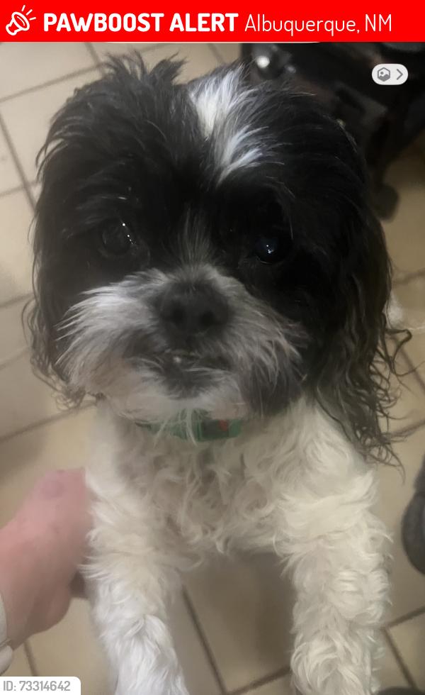 Lost Female Dog last seen Route 66 mile marker 3 near Montecellio, Albuquerque, NM 87123