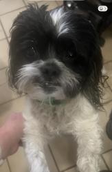Lost Female Dog last seen Route 66 mile marker 3 near Montecellio, Albuquerque, NM 87123