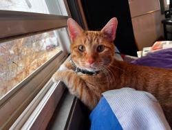 Reunited Male Cat last seen W Randolph st, Eisenhowe Park, Wold rd, Hillside, IL 60162