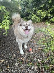 Found/Stray Male Dog last seen Burlingame Park, Portland, OR 97219