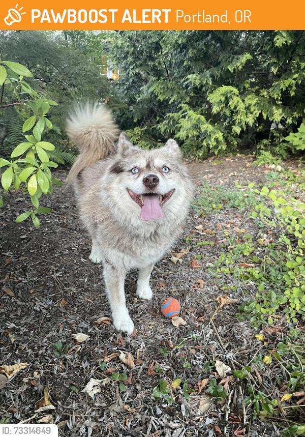 Found/Stray Male Dog last seen Burlingame Park, Portland, OR 97219