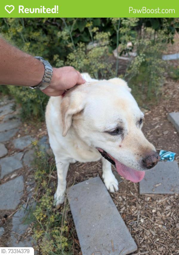 Reunited Female Dog last seen Cardiff, Encinitas, CA 92007