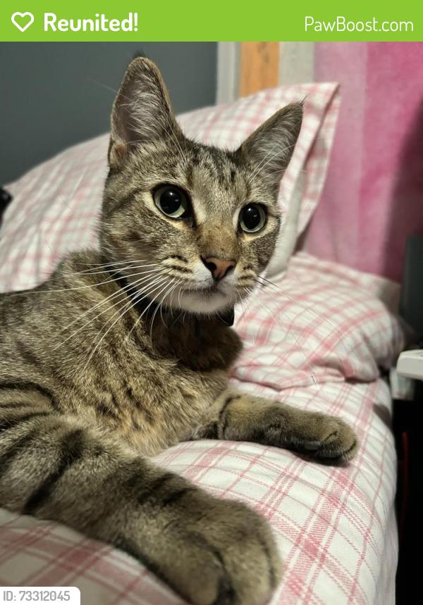Reunited Male Cat last seen Raitt & Linda, Santa Ana, CA 92704
