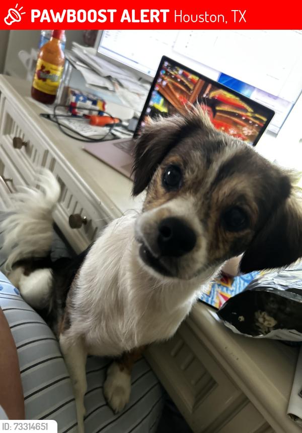 Lost Male Dog last seen IH59N and parker rd, Houston, TX 77093