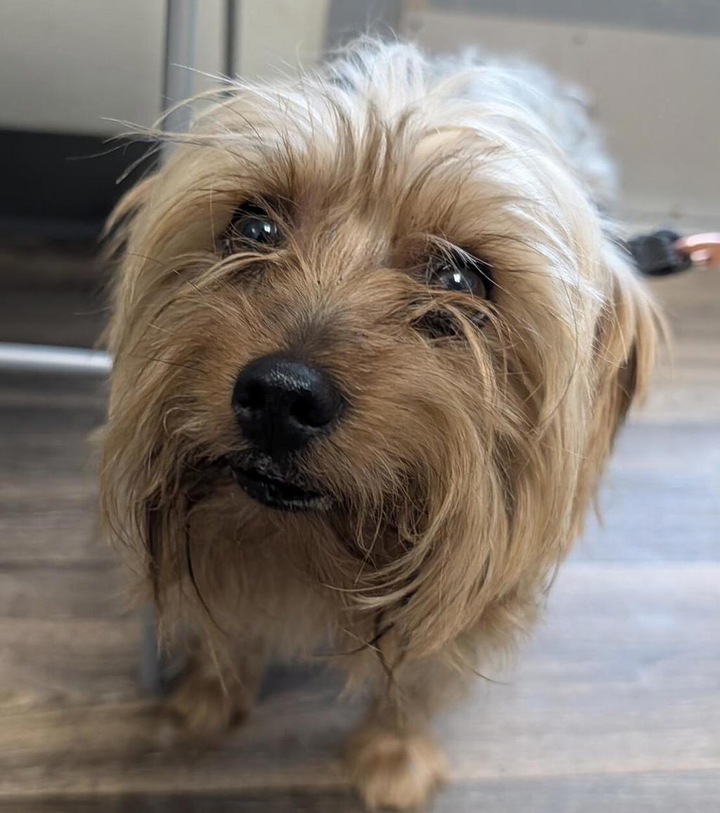 Shelter Stray Male Dog last seen Reo Drive, San Diego, CA, 92139, 5500 Gaines St, San Diego, CA 92110, USA