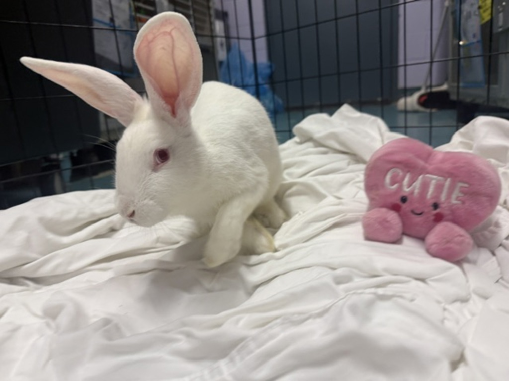 Shelter Stray Male Rabbit last seen Near Dr.Martin Luther King Jr Boulevard, BRONX, NY, 10452, 326 E 110th St, New York, NY 10029, USA