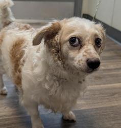 Shelter Stray Male Dog last seen Jackson Street, San Diego, CA, 92110, 5500 Gaines St, San Diego, CA 92110, USA