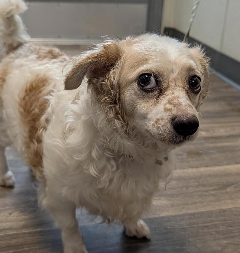 Shelter Stray Male Dog last seen Jackson Street, San Diego, CA, 92110, 5500 Gaines St, San Diego, CA 92110, USA