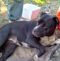 Reunited Female Dog last seen Kermit&longview, Stockton, CA 95202