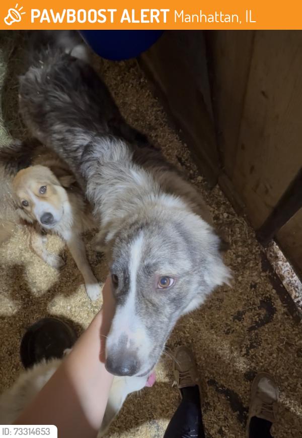 Found/Stray Female Dog last seen Near W Arsenal Rd Manhattan, IL 60442, Manhattan, IL 60442