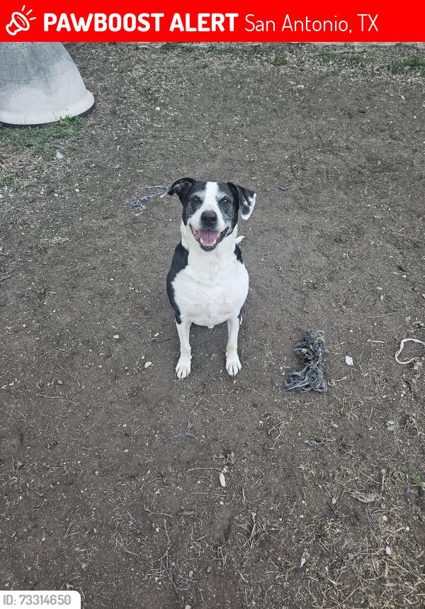 Lost Male Dog last seen Eisenhower and austin hwy, San Antonio, TX 78218