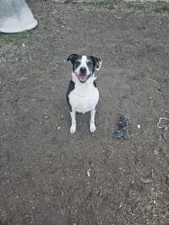 Lost Male Dog last seen Eisenhower and austin hwy, San Antonio, TX 78218