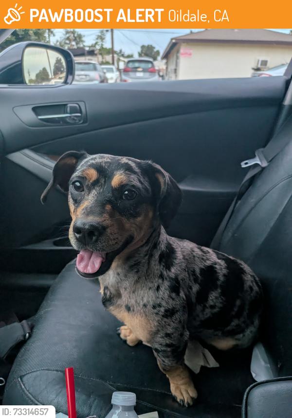 Found/Stray Unknown Dog last seen Oildale and Washington, Oildale, CA 93308