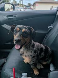 Found/Stray Unknown Dog last seen Oildale and Washington, Oildale, CA 93308