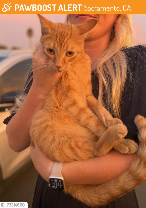 Found/Stray Unknown Cat last seen Arcade Middle School parking lot, Sacramento, CA 95821