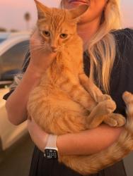 Found/Stray Unknown Cat last seen Arcade Middle School parking lot, Sacramento, CA 95821