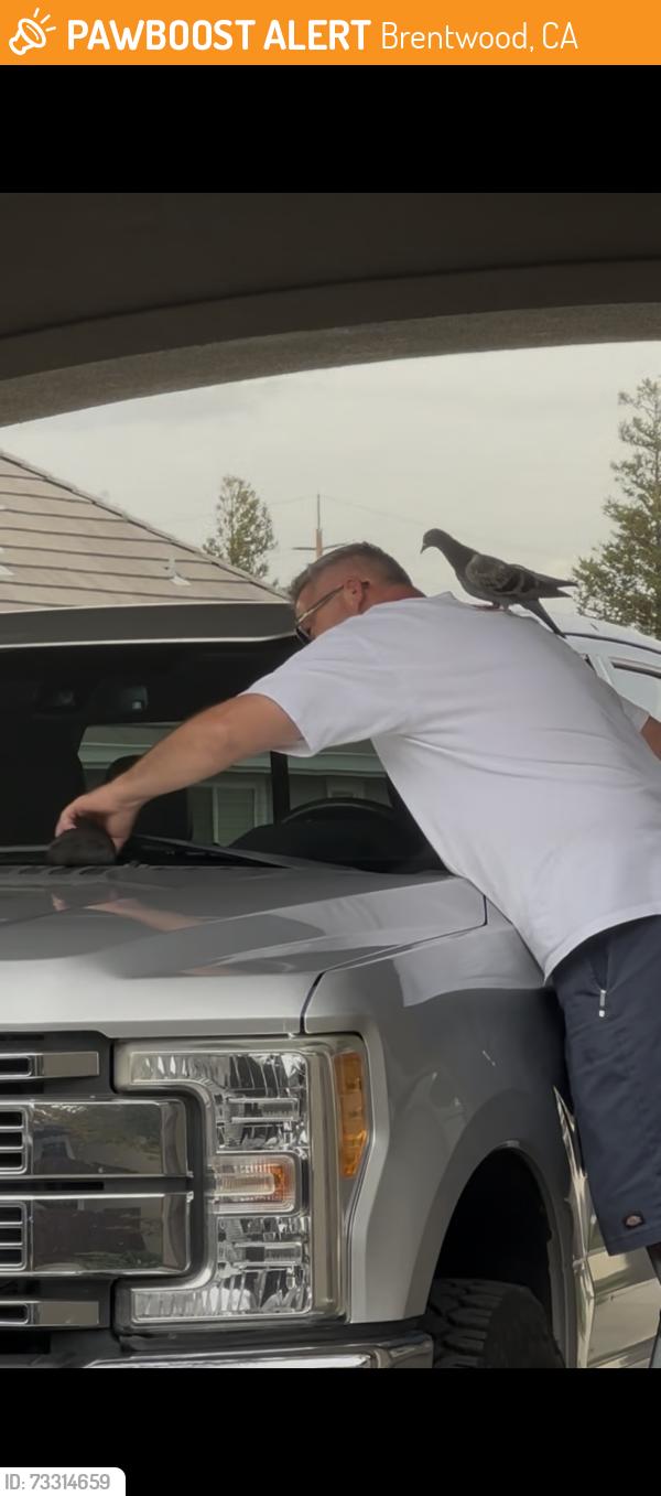 Found/Stray Unknown Bird last seen Lone Tree Way, Brentwood, CA 94513