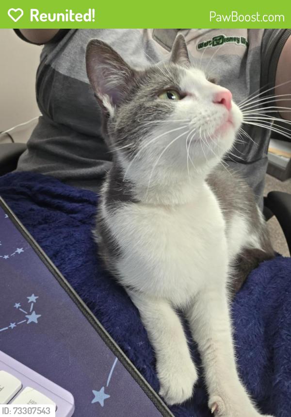 Reunited Unknown Cat last seen Roberts road and international street., Columbus, OH 43228
