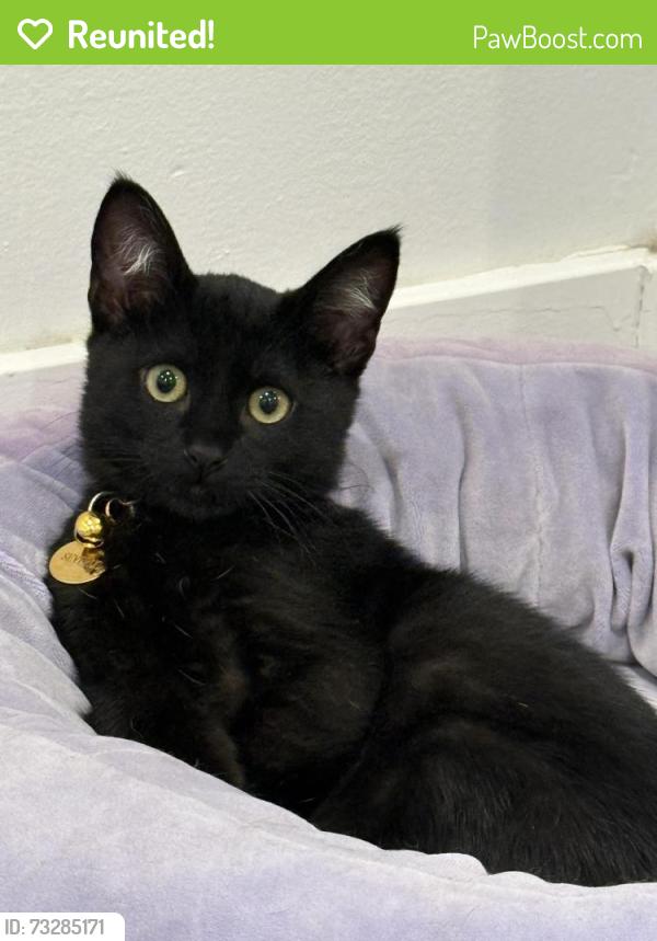 Reunited Male Cat last seen North L and Laurel, Lompoc, CA 93436