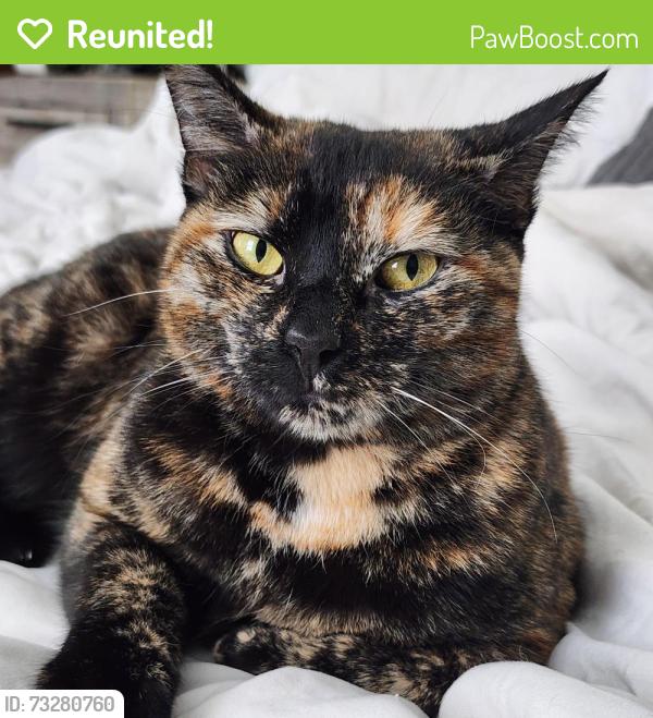 Reunited Female Cat last seen Highgrove Ct and Briarlake Dr, Bloomingdale, FL 33596