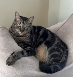 Reunited Male Cat last seen Rochelle Ave and Thiem, Rochelle Park, NJ 07662