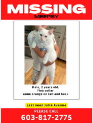 Lost Male Cat last seen Elf’s Landscaping, Rochester, NH 03867