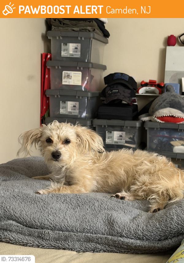 Found/Stray Female Dog last seen 24th and riverroad, Camden, NJ 08105