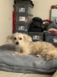 Found/Stray Female Dog last seen 24th and riverroad, Camden, NJ 08105