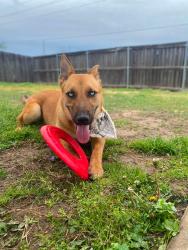 Lost Female Dog last seen Remington in Kissimmee, Kissimmee, FL 34744