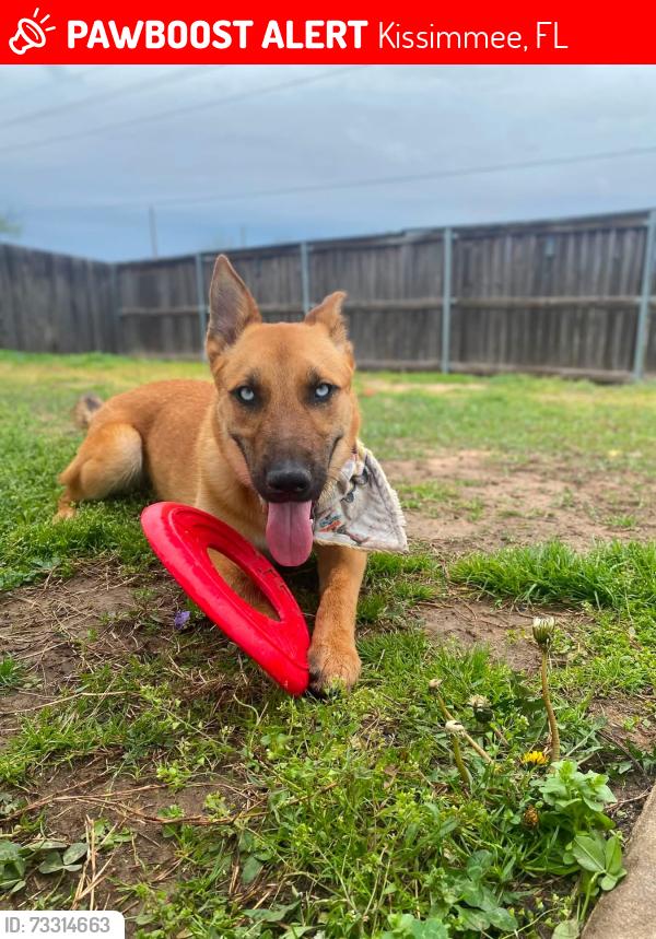 Lost Female Dog last seen Remington in Kissimmee, Kissimmee, FL 34744
