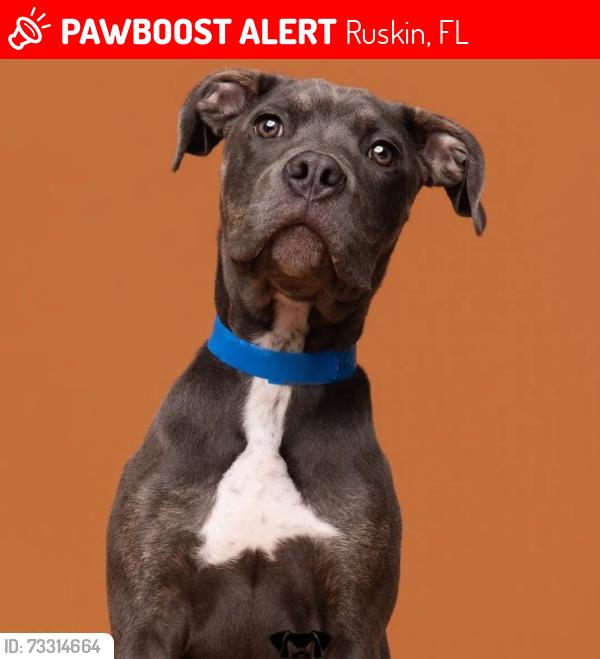 Lost Male Dog last seen S Star dr, Ruskin, FL 33570